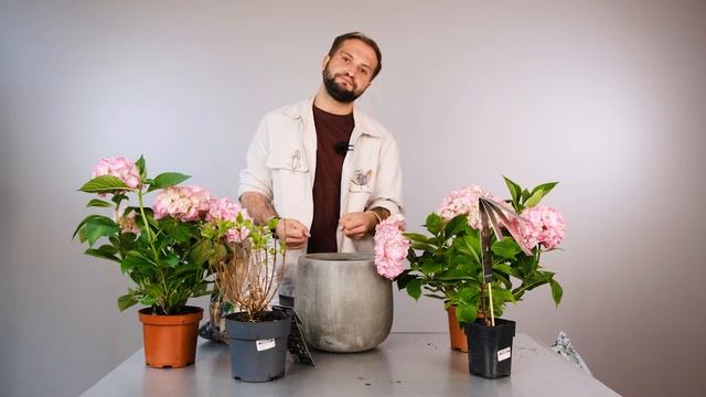 Гортензия: выбор и секреты пересадки | Советы от Ильи Гомыранова