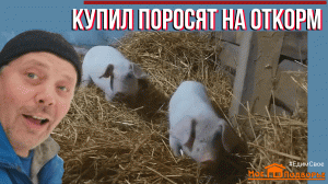 Купил поросят: четыре маленьких, чумазеньких чертенка. "Мое Подворье"