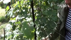 Виноград для Подмосковья и Средней полосы. Коллекция сортов С В  Припадчева