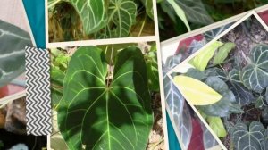 Антуриум Хрустальный (Anthurium crystallinum) - многолетнее травянистое вечнозелёное растение.