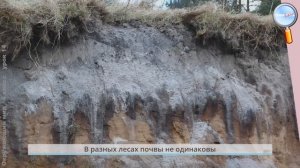 Окружающий мир 4 класс (Урок№14 - Жизнь леса, луга и пресных вод.)