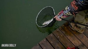 Как ловить на форелевый силикон Dolly, рассказывает Евгений Лебедев.