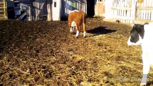 Герефорды в 6 и 7 месяцев