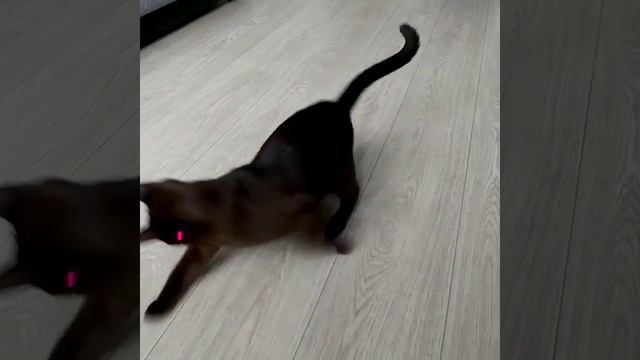 Без кота и жизнь не та! 🤡🤪🤩🥳🥰#европейскаябурма#которебенок#кот#котик#котопес#питомец#любимыежив