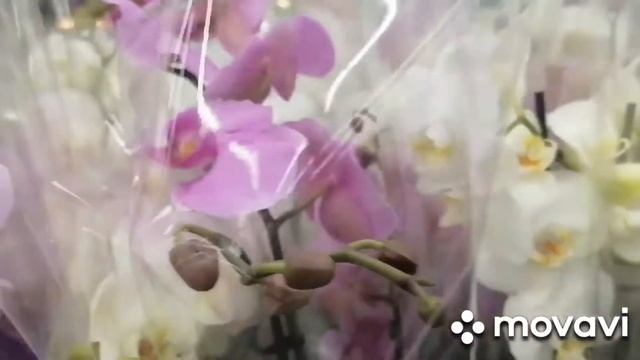 Обзор орхидей в Леруа г. Ижевск. смотреть онлайн