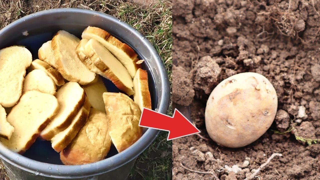 Лучшее удобрение для картофеля в лунку
