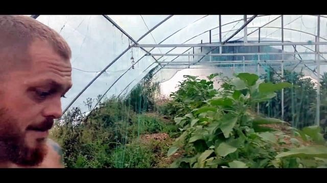 Все едят эти перцы. Новый корм для бройлеров. Рекламные собаки. Производственная безопасность. смотреть онлайн