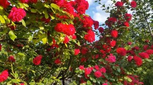 Роза ФЛАМЕНТАНЦ . Потрясающее цветение / Rose FLAMENTZ. Stunning bloom.