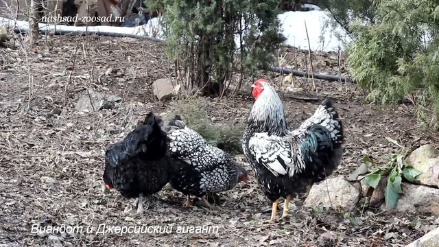 Виандот серебристый смотреть онлайн