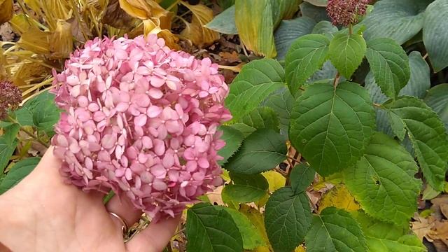 7 ноября 2020 г. Цветение древовидной гортензии Ruby Annabelle смотреть онлайн