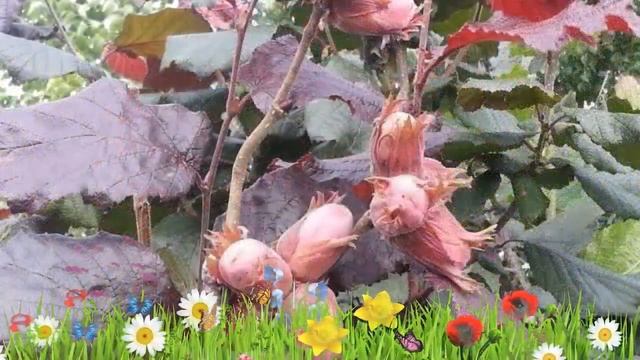 Лещина крупная Пурпуреа ? Обзор: посадка и уход. саженцы лещины Пурпуреа: описание и особенности смотреть онлайн