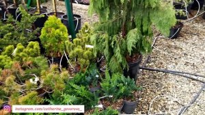 в Садовом центре ЛЕТТО новый завоз. ОФИГЕННЫЙ ассортимент РЕДКОСТЕЙ! Есть то, что давно ищу