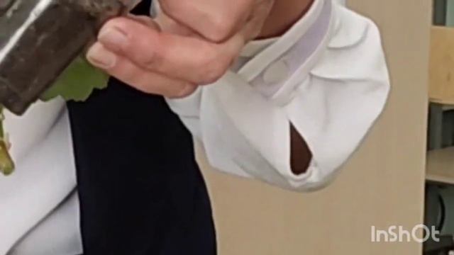 размножение #герань. очень просто.көбейтудің ең жеңіл тәсілі смотреть онлайн