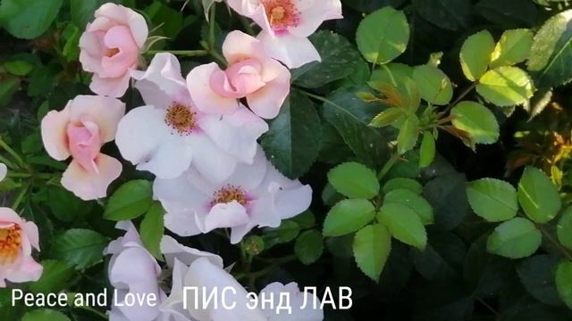 ПИС энд ЛАВ и ФО Ю АЙС ОНЛИ. лето 2021 года цветение. смотреть онлайн