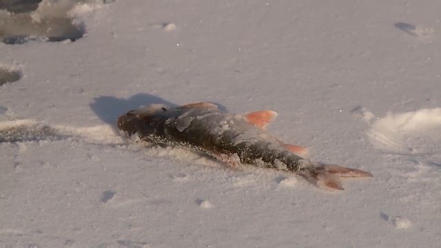 За крупной плотвой | Зимняя рыбалка смотреть онлайн