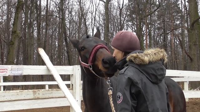 О лошадях и верховой езде. Вопросы тренеру по конному спорту. смотреть онлайн