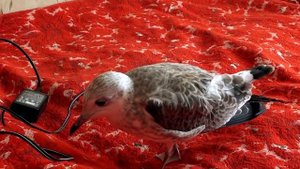 Сизая чайка Чуи - безобидный малыш