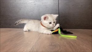серебряная и золотая шиншилла шотландские котята