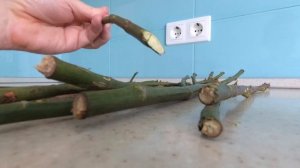 Сажаем розы без Ошибок! Правильное черенкование | Мой секрет 100% приживаемости | Быстрые бутоны