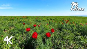 The sound of the Wind in the Blooming steppe, Crickets and Birdsong - Relax 10hrs