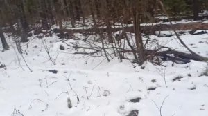 Охота на лося с лайкой загоном и с подхода. Собака нашла лося.Moose Hunting