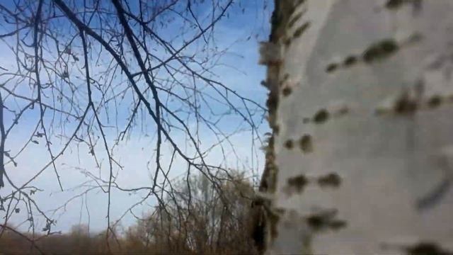 Березовый сок - сбор 2019 - 1 часть смотреть онлайн