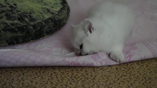 Британская длинношерстная серебристая шиншилла Камелия (BRL ns 11) смотреть онлайн