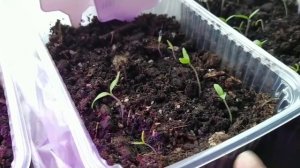 Лучшая подвязка плодов арбуза и дыни в теплице - вяжем гамачки. Рассада овощей подрастает.