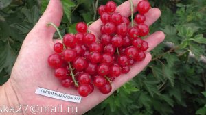 СВЯТОМИХАЙЛОВСКАЯ очень урожайный сорт красной смородины