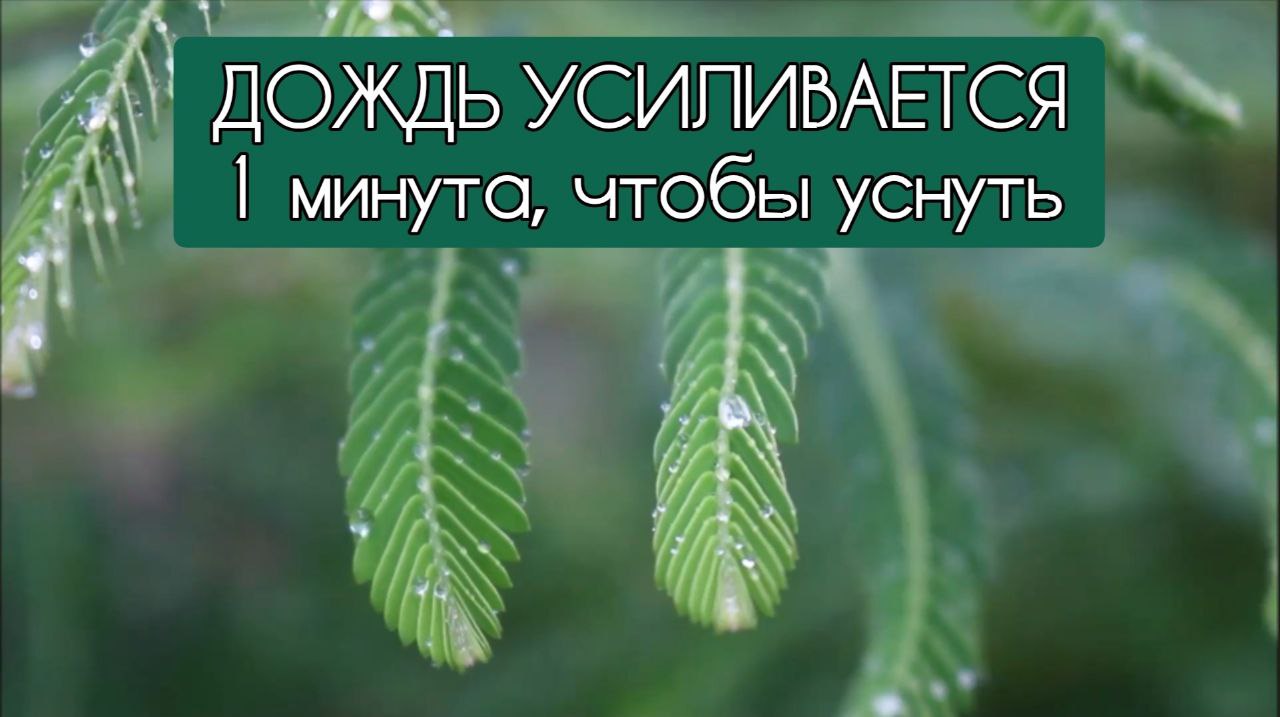 Дождь усыпляющая музыка