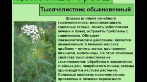 Тысячелистник обыкновенный