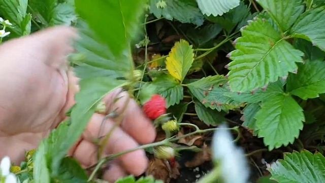 Земляника Руяна. Урожай. Клубника из семян.