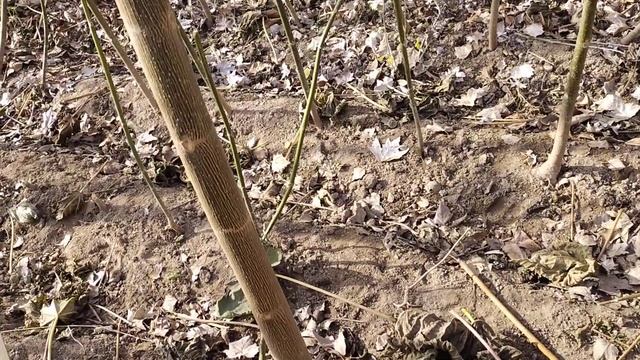 Дарахти Павловния Бади буриши техники