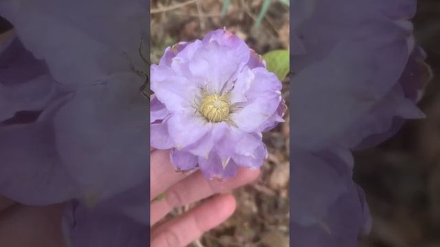 Клематис Вероника чойс смотреть онлайн