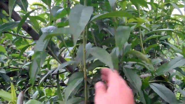 Бесштамбовая формировка персика. Плодоносящий куст персика. За три года ни одного подмерзания. смотреть онлайн