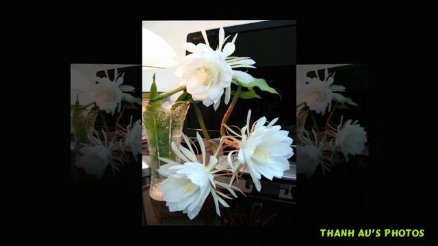 Flower-Dreams (Phyllocactus) смотреть онлайн