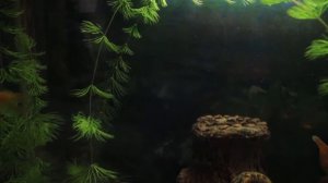 Золотые рыбки. Релакс для отдыха.