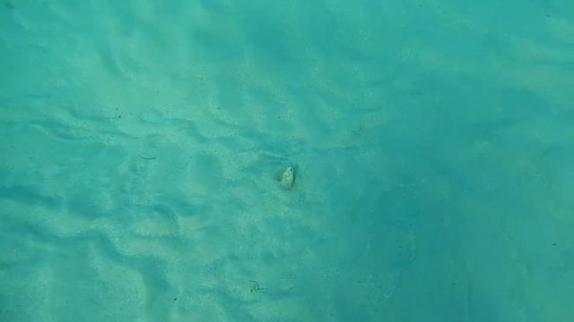 Мраморный каллехелес (Nikon AW100) смотреть онлайн