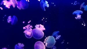 2 часа  Подводная жизнь Колыбельная малышам музыка для быстрого засыпания ♫❤