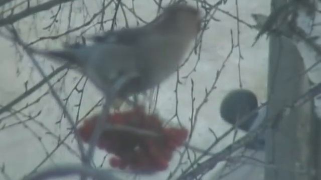 Свиристели в Татарии смотреть онлайн