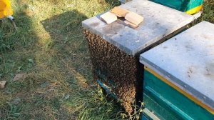 МНОГОКОРПУСНОЙ УЛЕЙ, ИДЕАЛЬНЫЙ РАЗМЕР РАМКИ, ПОДГОТОВКА ПЧЁЛ К ЗИМОВКЕ.