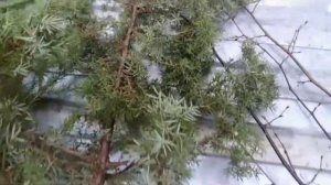 Какие ветки едят кролики 🐇🐰🐇🐇🐰🌲🌳🌲🌳