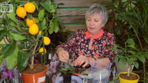 Комнатный лимон - размножение (Часть 2)