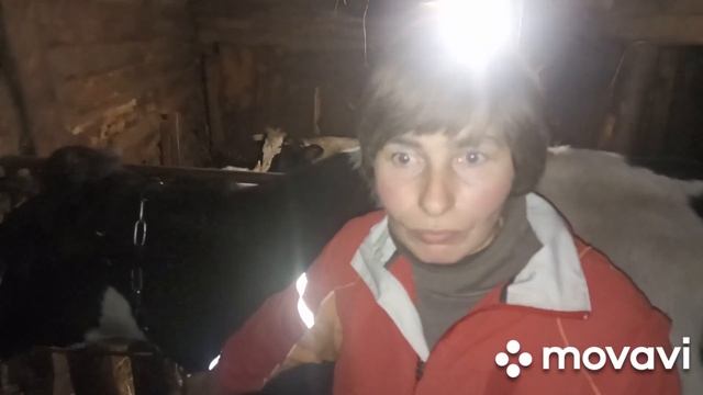 ЗАГОТОВКА КОРМА ЗИМОЙ для КОРОВ. Стельности коровы. смотреть онлайн