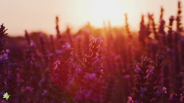 Расслабляющая музыка для снятия стресса — хватит думать, музыка для сна, успокаивающая музыка #14 смотреть онлайн