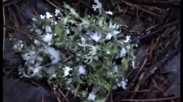 Рядовки серые в лесу Телеши. смотреть онлайн