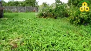 Мордовник  самосев