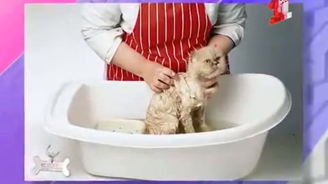 Лучшие средства от блох в квартире смотреть онлайн