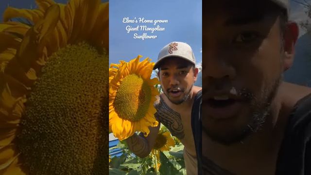 Elmo’s Homegrown Giant Mongolian Sunflowers Canada 🌻 #sunflower