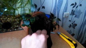 аквариумистика в РБ №2 (приращиваем Анубиас к коряге)